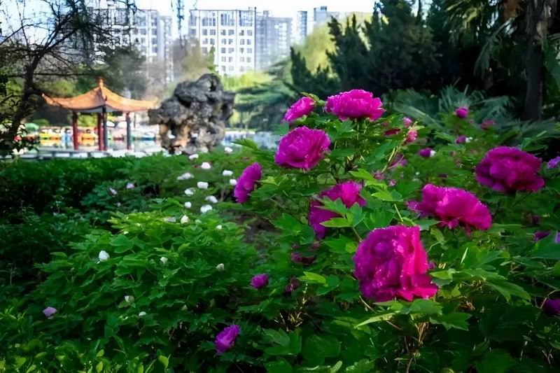 640_wx_fmt=jpeg&from=appmsg&tp=webp&wxfrom=5&wx_lazy=1&wx_co=1